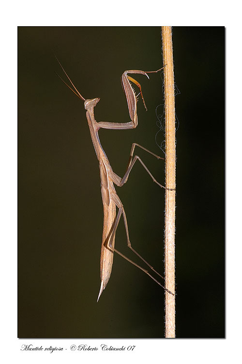 Mantide - Mantis religiosa